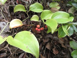 サルトリイバラ